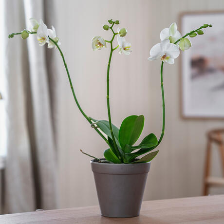 Ekstrabilde_242641_01