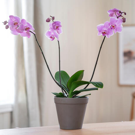 Ekstrabilde_242642_01