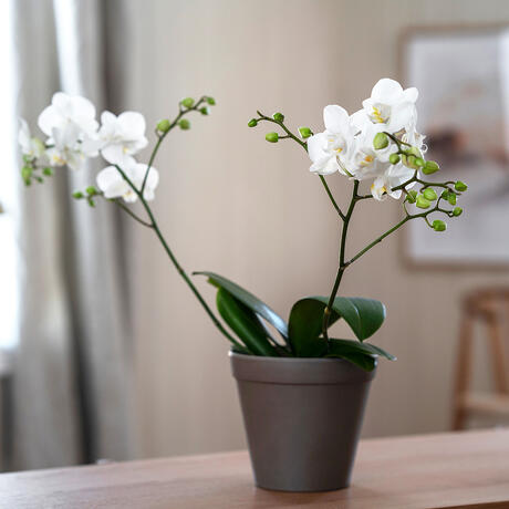 Ekstrabilde_242678_01