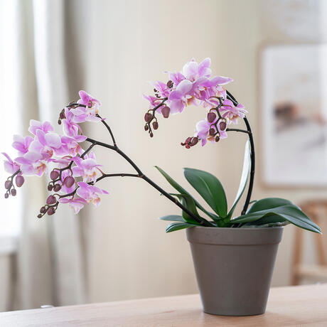 Ekstrabilde_242679_01